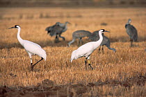 Foster Whooping cranes {Grus americanus} with Sandhill cranes {Grus canadensis} Texas, USA