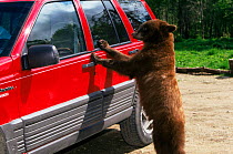 Black bear {Ursus americanus} looking into car, Minnesota, USA