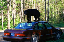Black bear {Ursus americanus} on top of car, Minnesota, USA