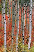 Trunks of Aspen trees {Populus tremula} Wyoming, USA