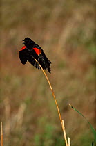 Red winged blackbird displaying {Agelaius phoeniceus} Colorado, USA