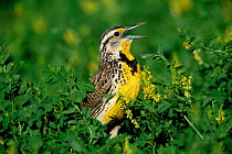 Western meadowlark {Sturnella neglecta} singing,  Colorado, USA