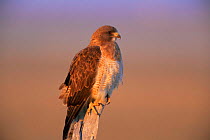 Swainson's hawk {Buteo swainsonii} Colorado, USA