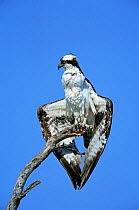 Osprey {Pandion haliaetus} drying wings , USA