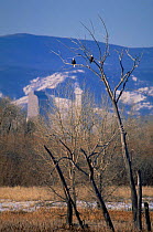 American bald eagles perched in tree {Haliaeetus leucocephalus} Denver, Colorado, USA