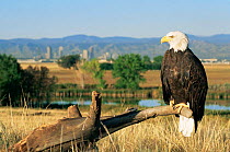 American bald eagle perched {Haliaeetus leucocephalus} Denver City in background , Colorado, USA