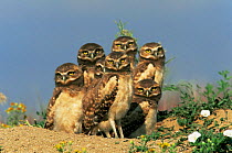 Brood of juvenile Burrowing owls {Athene cunicularia} at burrow entrance, Colorado, USA