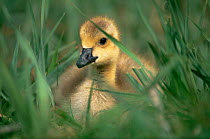Canada goose gosling {Branta canadensis} Colorado, USA