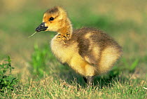 Canada goose gosling {Branta canadensis} Colorado, USA