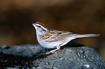Chipping sparrow {Spizella passerina} Colorado, USA