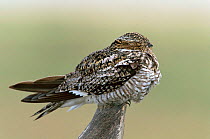Common nighthawk sleeping {Chordeiles minor} Colorado, USA