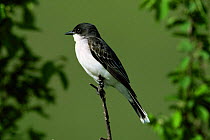 Eastern kingbird {Tyrannus tyrannus} Colorado, USA