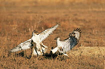 Ferruginous hawks fighting {Buteo regalis} Colorado, USA