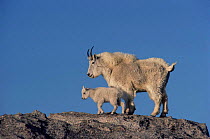 Mountain goat {Oreamnos americanus} female with kid, Mt Evans, Colorado, USA