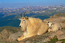 Mountain goat {Oreamnos americanus} female with kid resting at mountain summit, Mt Evans, Colorado, USA