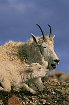 Mountain goat {Oreamnos americanus} female with kid resting, Mt Evans, Colorado, USA