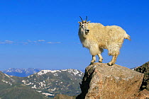 Mountain goat {Oreamnos americanus} standing on rocky summit, Mt Evans, Colorado, USA