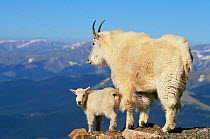 Mountain goat {Oreamnos americanus} female with kid standing at mountain summit, Mt Evans, Colorado, USA