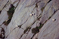 Mountain goats {Oreamnos americanus} on sheer cliff face, Mt Evans, Colorado, USA