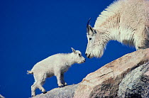 Mountain goat {Oreamnos americanus} female and kid sniffing each other, Mt Evans, Colorado, USA