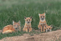 Swift fox female with cubs at den {Vulpes velox} Canada