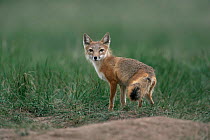 Swift fox {Vulpes velox} Canada