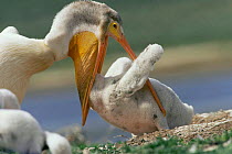 American white pelican feeding chick {Pelecanus erythrorhynchos} Colorado, USA