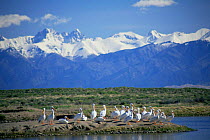 American white pelicans beside water {Pelecanus erythrorhynchos} Crestone Mountains, Colorado, USA