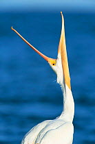 American white pelican yawning {Pelecanus erythrorhynchos} Texas, USA