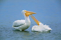 American white pelicans intereacting, begging for food {Pelecanus erythrorhynchos} Florida, USA