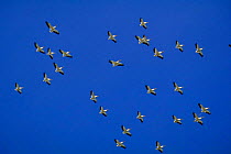 Flock of American white pelicans flying {Pelecanus erythrorhynchos} Colorado, USA