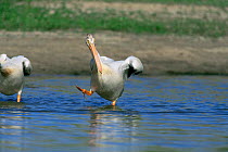American white pelican walking into water with foot raised {Pelecanus erythrorhynchos} Colorado, USA
