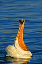American white pelican swallowing fish {Pelecanus erythrorhynchos} Texas, USA