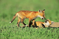 American Red fox cubs playing {Vulpes vulpes} Colorado, USA