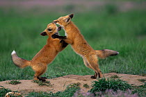 American Red fox cubs play fighting {Vulpes vulpes} Colorado, USA