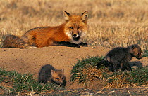 American Red fox female with young cubs near den {Vulpes vulpes} Colorado, USA