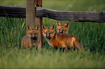 American Red fox, three cubs {Vulpes vulpes} Colorado, USA