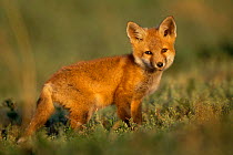 American Red fox cub {Vulpes vulpes} Colorado, USA