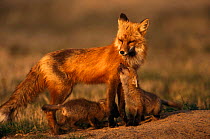 American Red fox female interacting with two young cubs {Vulpes vulpes} Colorado, USA