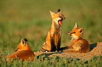 American Red fox cubs near den, one yawning {Vulpes vulpes} Colorado, USA