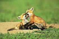 American Red fox cubs play fighting near den {Vulpes vulpes} Colorado, USA