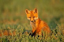 American Red fox cub sitting {Vulpes vulpes} Colorado, USA