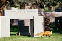 American Red fox {Vulpes vulpes} in cemetery passing memorial to 'Fox', Colorado, USA
