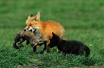 American Red fox {Vulpes vulpes} female carrying dead cub away from den watched by another cub, Colorado, USA