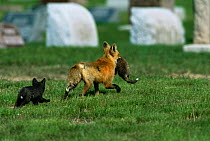 American Red fox {Vulpes vulpes} female carrying dead cub away from den followed by another cub, Colorado, USA