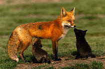 American Red fox {Vulpes vulpes} female with two cubs, one suckling, Colorado, USA