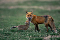 American Red fox {Vulpes vulpes} father and cub greeting, Colorado, USA