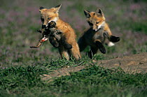American Red fox {Vulpes vulpes} cub with squirrel prey running from another cub, Colorado, USA
