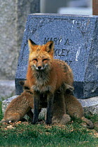 American Red fox {Vulpes vulpes} suckling cubs in cemetery, Colorado, USA