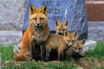 American Red fox {Vulpes vulpes} with cubs in cemetery, Colorado, USA